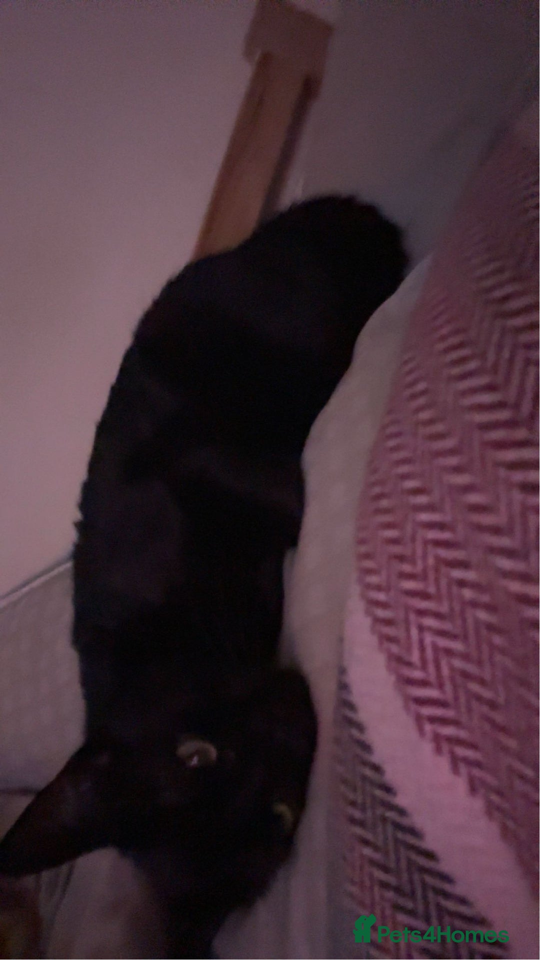 Mixed Breed cats for sale: binx - in need a forever home - Advert 5