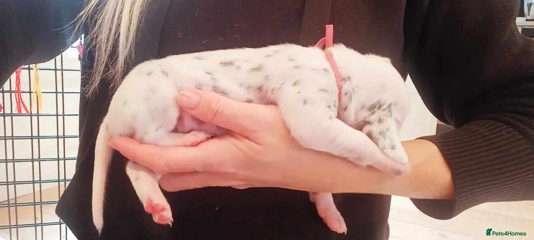 Dalmatian dogs for sale: Beautiful dalmatian puppies - Advert 37