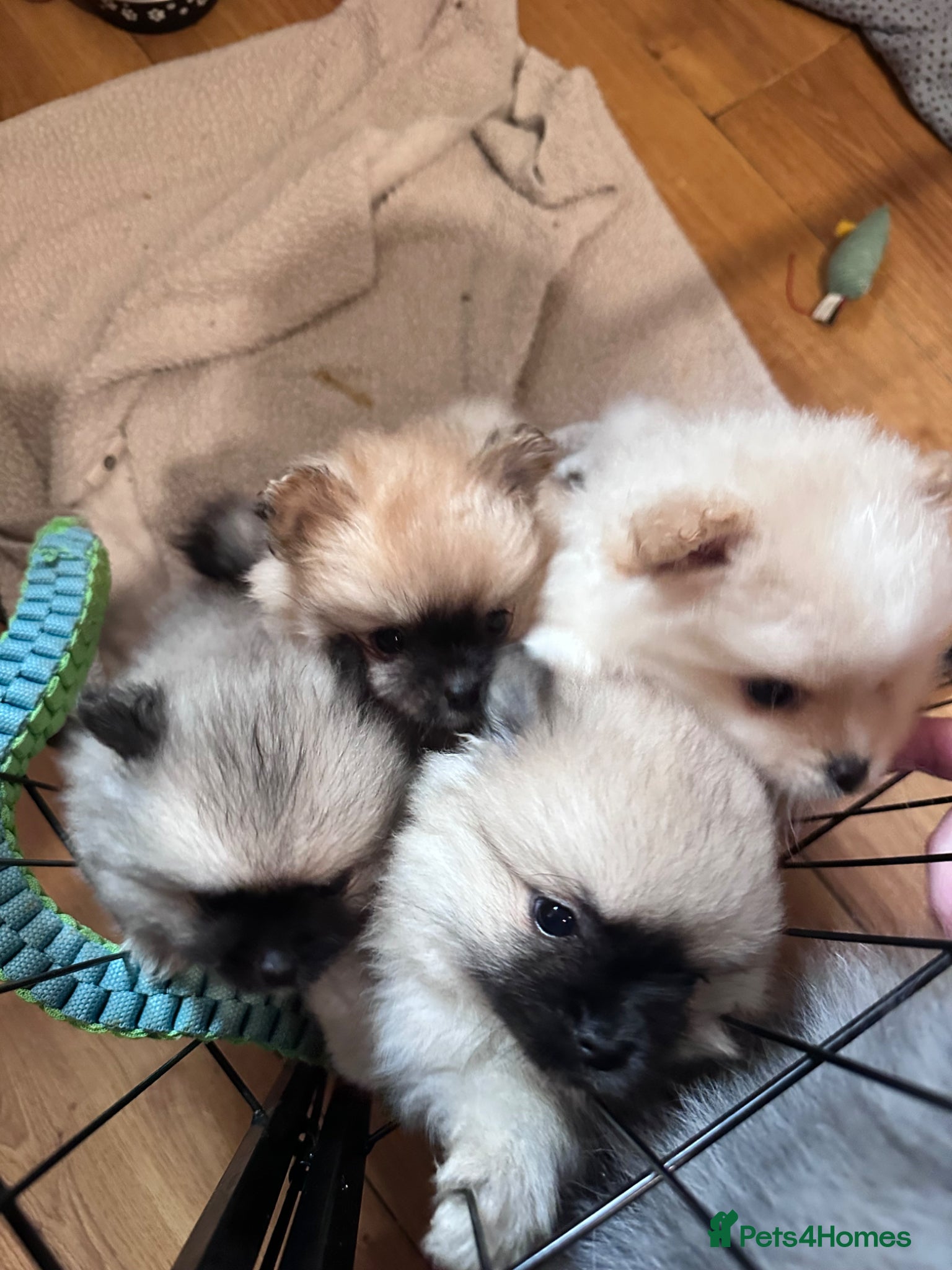 Pomeranian dogs Double Champion Lines Pomeranian KC Reg - Advert 7