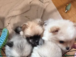 Pomeranian dogs Double Champion Lines Pomeranian KC Reg - Advert 7