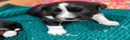Sprollie dogs for sale: Sprollie puppies from experienced breeder  - Advert 5