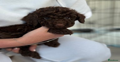 Cockapoo dogs - Advert 9