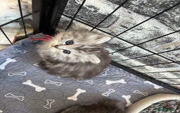 Persian cats for sale: Persian x kittens , 2 separate litters - Advert 6