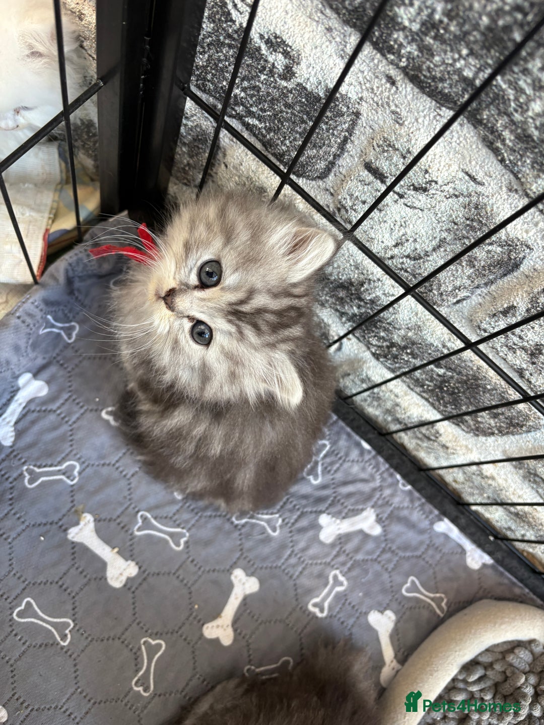 Persian cats for sale: Persian x kittens , 2 separate litters - Advert 6