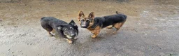 German Shepherd dogs for sale: German Shepherd puppies  in Umberleigh - Advert 12