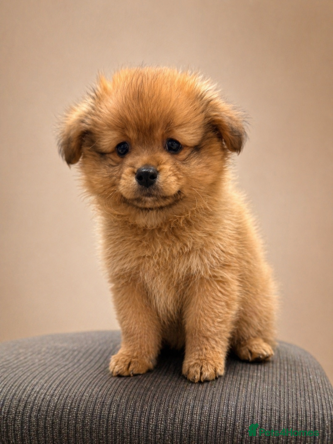 Pomchi dogs 💎 Luxury Teddy Bear Pomeranian Mix Puppies  - Advert 3