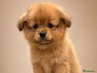 Pomchi dogs 💎 Luxury Teddy Bear Pomeranian Mix Puppies - Advert 5