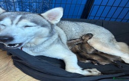 Mixed Breed dogs for sale: Siberian husky cross belgian malinois - Image 16
