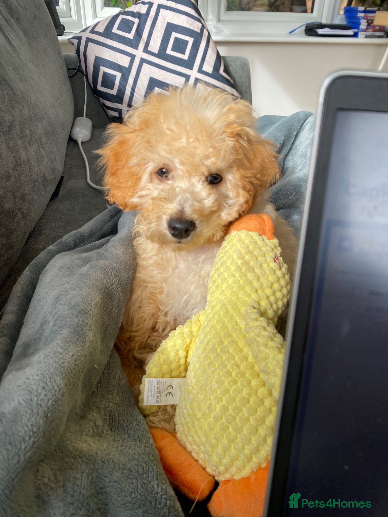 Toy Poodle dogs Toy poodle - male - 5 months - Advert 1
