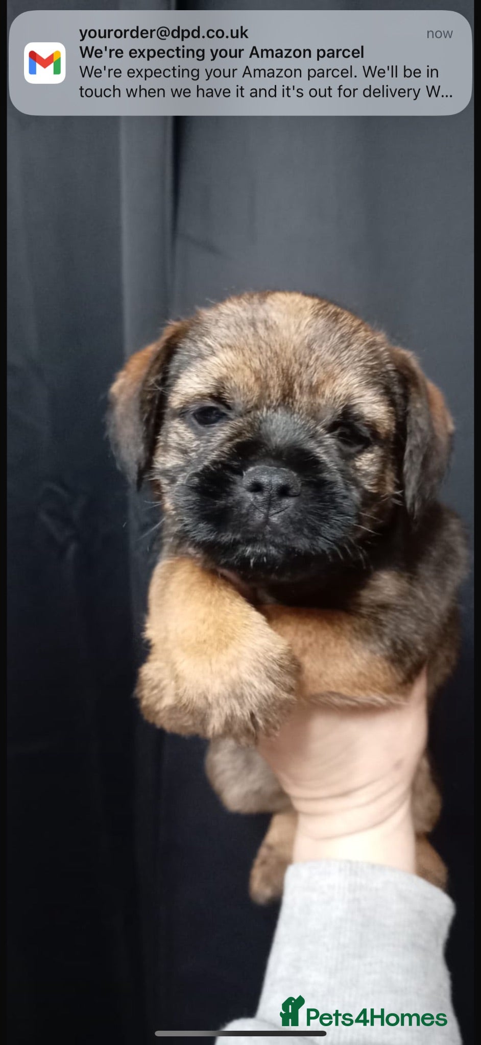 Border Terrier dogs One girl border puppy - Advert 4
