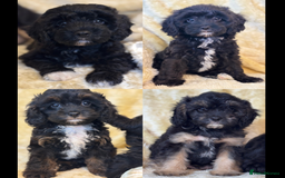 Cavapoo dogs for sale: Cavapoo F1 pups health tested parents  - Image 1