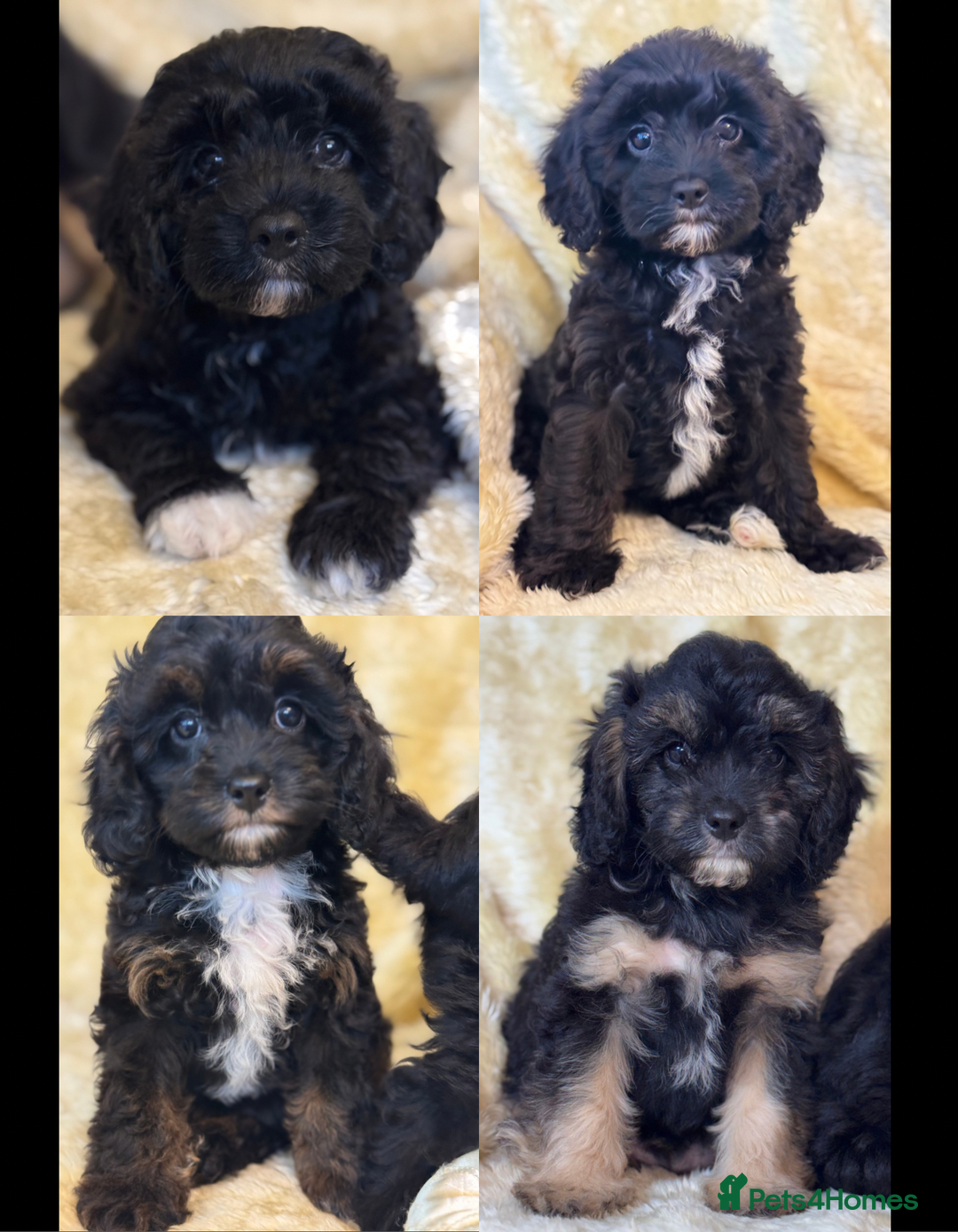 Cavapoo dogs for sale: Cavapoo F1 pups health tested parents  - Image 1