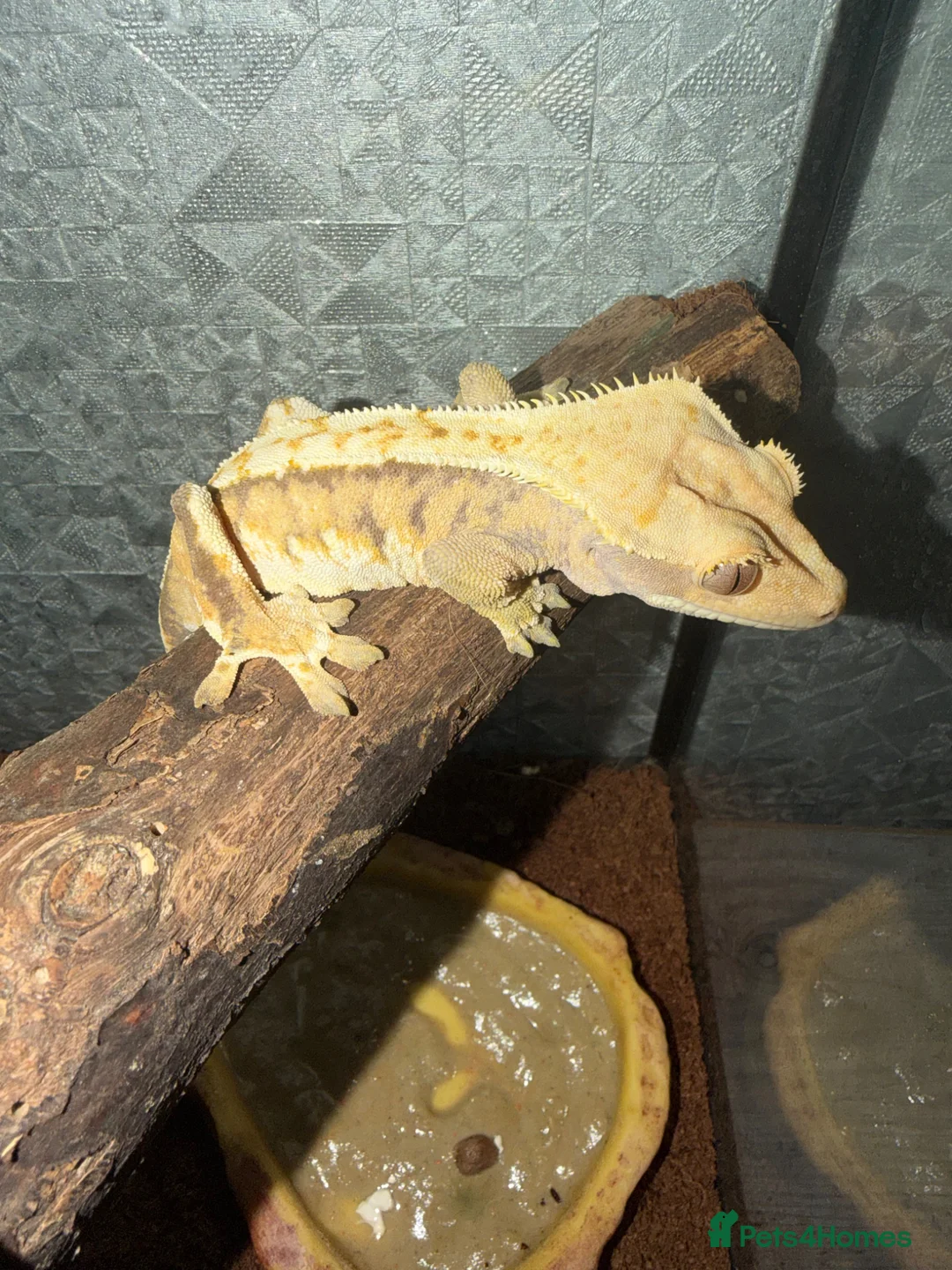 Gecko reptiles for sale: Crested geckos & full set up  - Advert 3