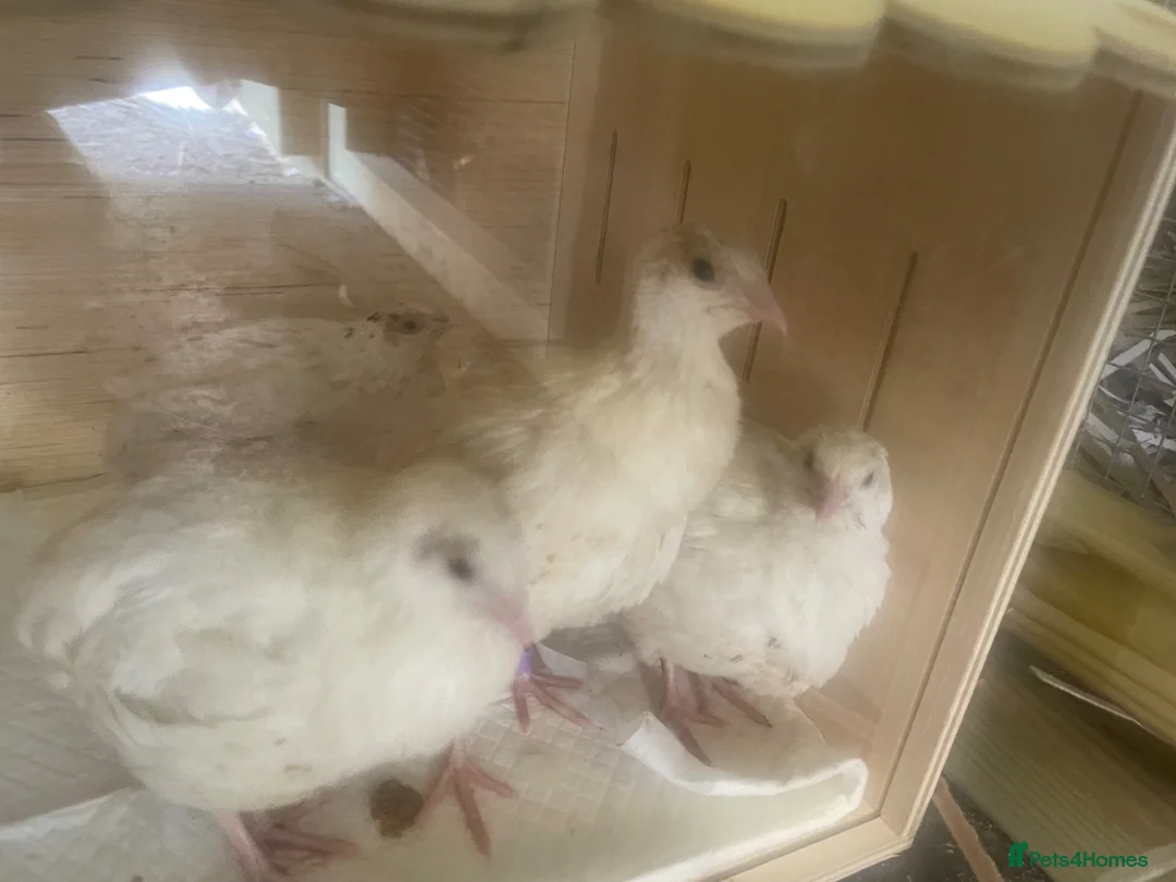 Quail poultry for sale: 7 WEEK OLD QUAIL MALES FREE TO - Advert 1
