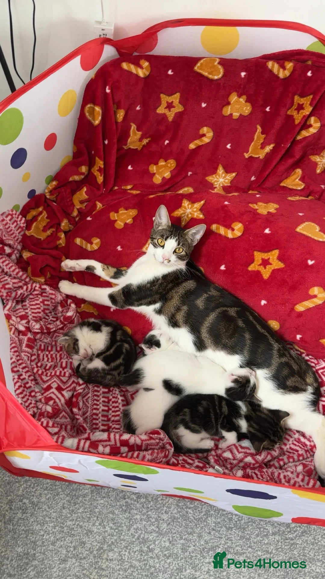 Mixed Breed cats for sale: Bengal x ragdoll kittens  - Advert 1