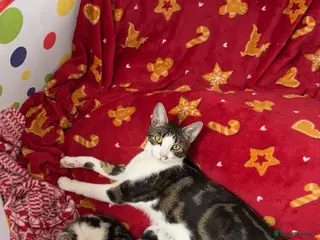 Bengal cats Bengal x ragdoll kittens - Advert 1