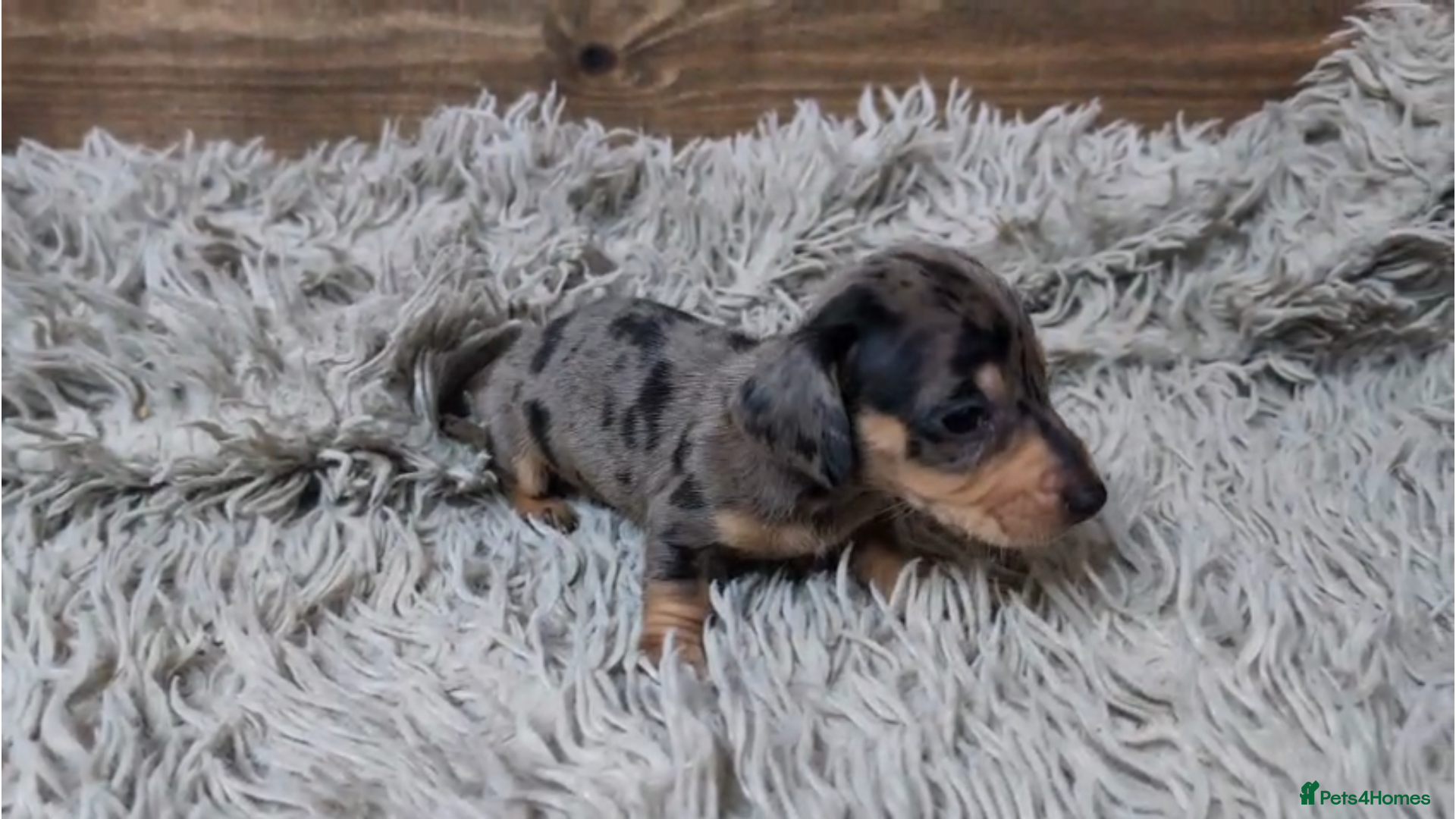 Miniature Dachshund dogs Pedigree Mini Dachshund Puppies  - Advert 5