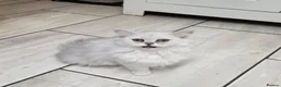 Persian cats for sale: Persian Chinchilla Kittens READY for Loving Homes - Advert 1