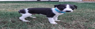 Mixed Breed 4