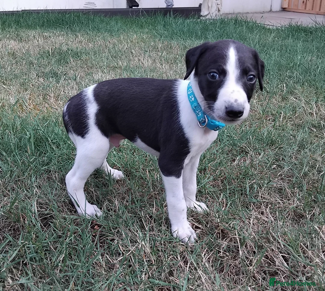 Mixed Breed dogs for sale: Whippet x Saluki puppies - Advert 18