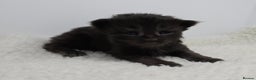 Maine Coon cats for sale: Maine Coon Kittens LARGE Blue/Black Tortie/Tabby - Advert 10