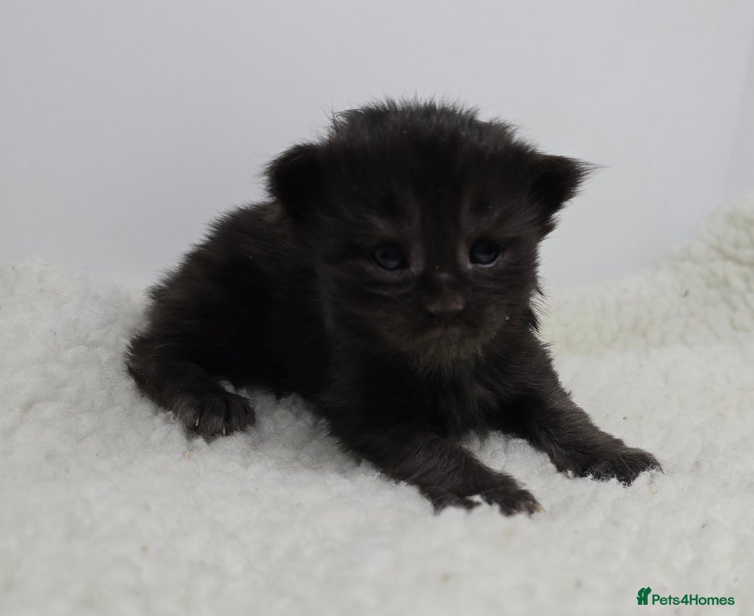 Maine Coon cats for sale: Maine Coon Kittens LARGE Blue/Black Tortie/Tabby - Advert 10