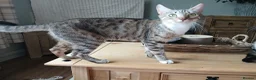 Bengal cats for sale: 3/4 Bengal Kittens - Advert 2