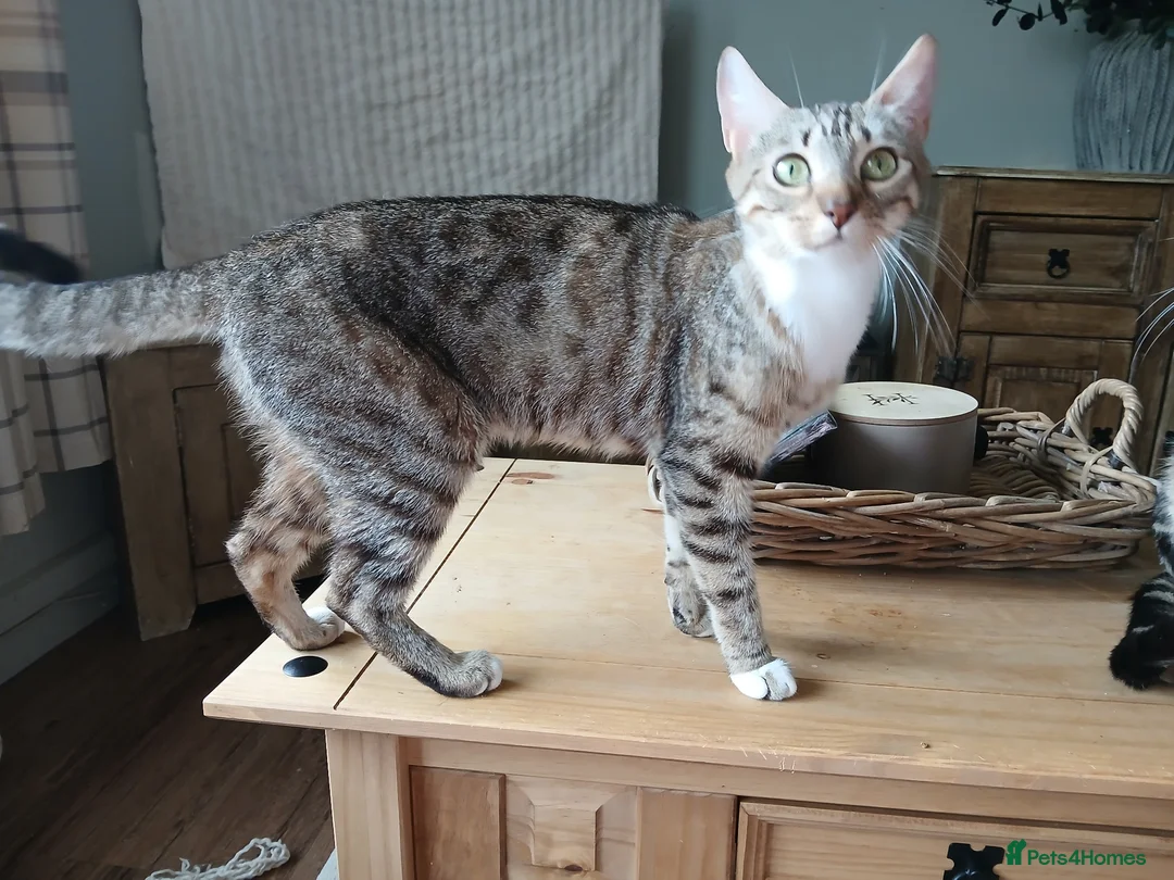 Bengal cats for sale: 3/4 Bengal Kittens - Advert 2
