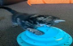 Mixed Breed cats for sale: Mollie and blackie  - Image 1