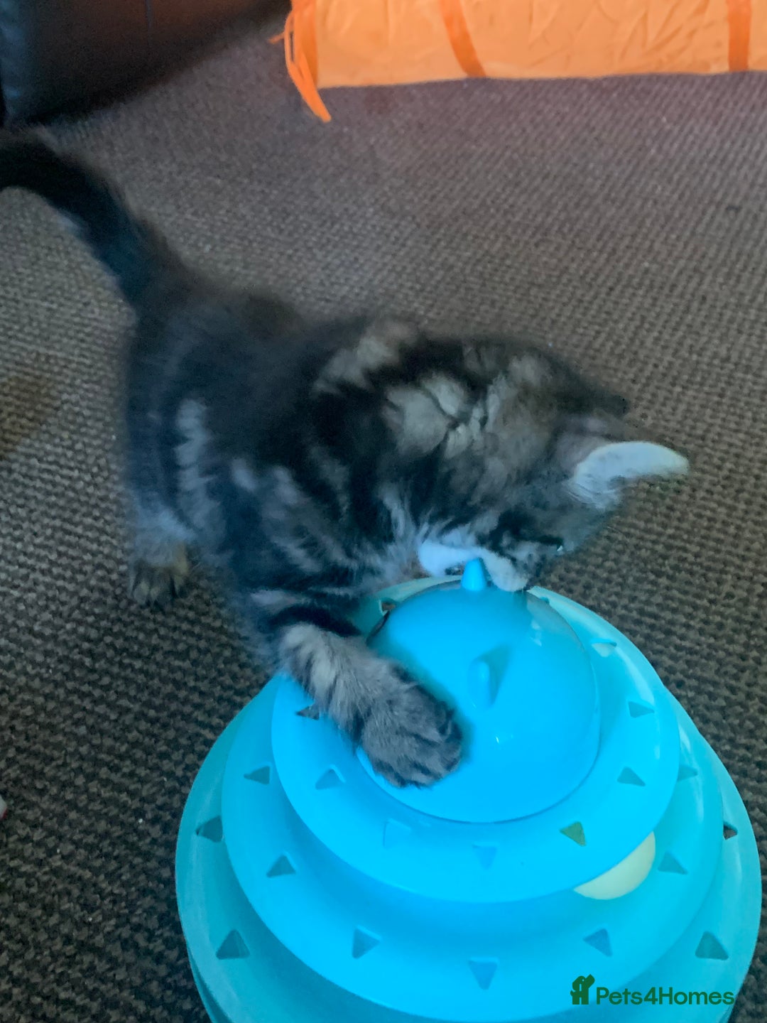 Mixed Breed cats for sale: Mollie and blackie  - Image 1