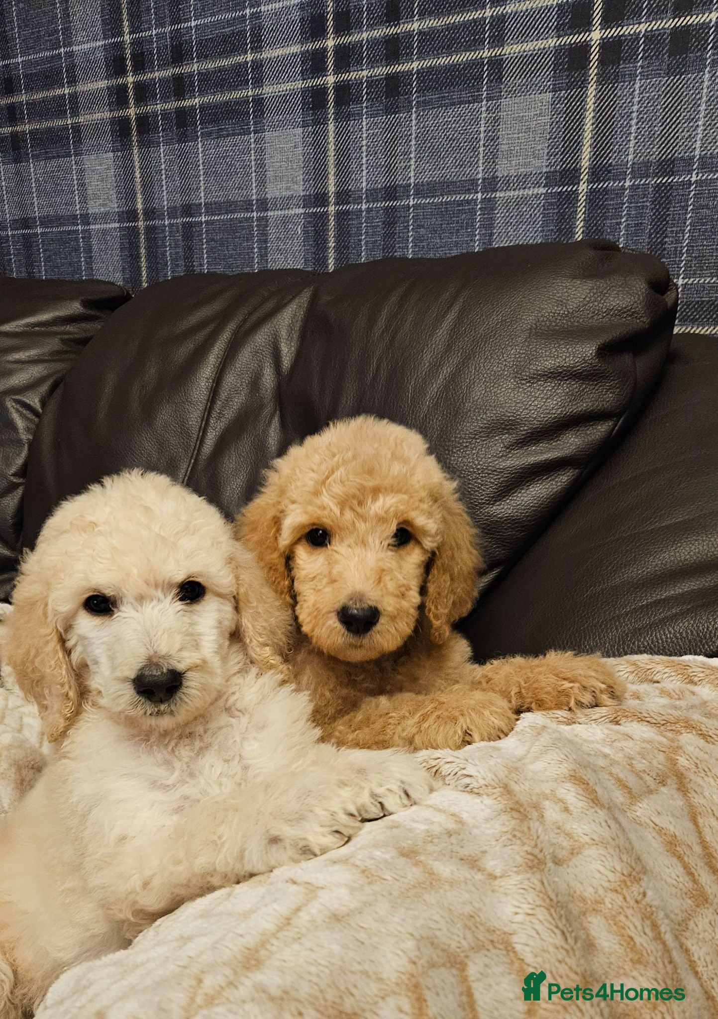 Standard Poodle dogs 🩵Standard poodle boys🩵 - Advert 2