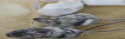 Mouse rodents for sale: Fancy Mice - Advert 2