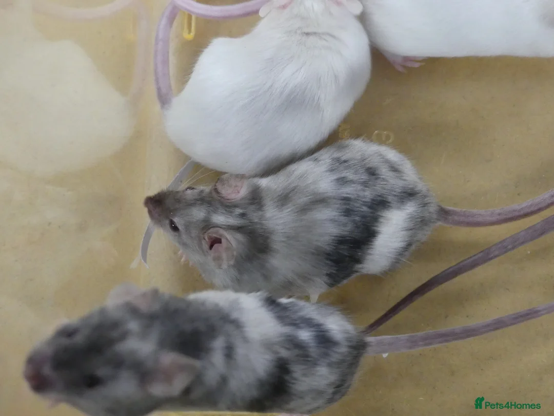 Mouse rodents for sale: Fancy Mice - Advert 2