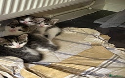 Mixed Breed cats for sale: 4 cute female kittens - Image 2