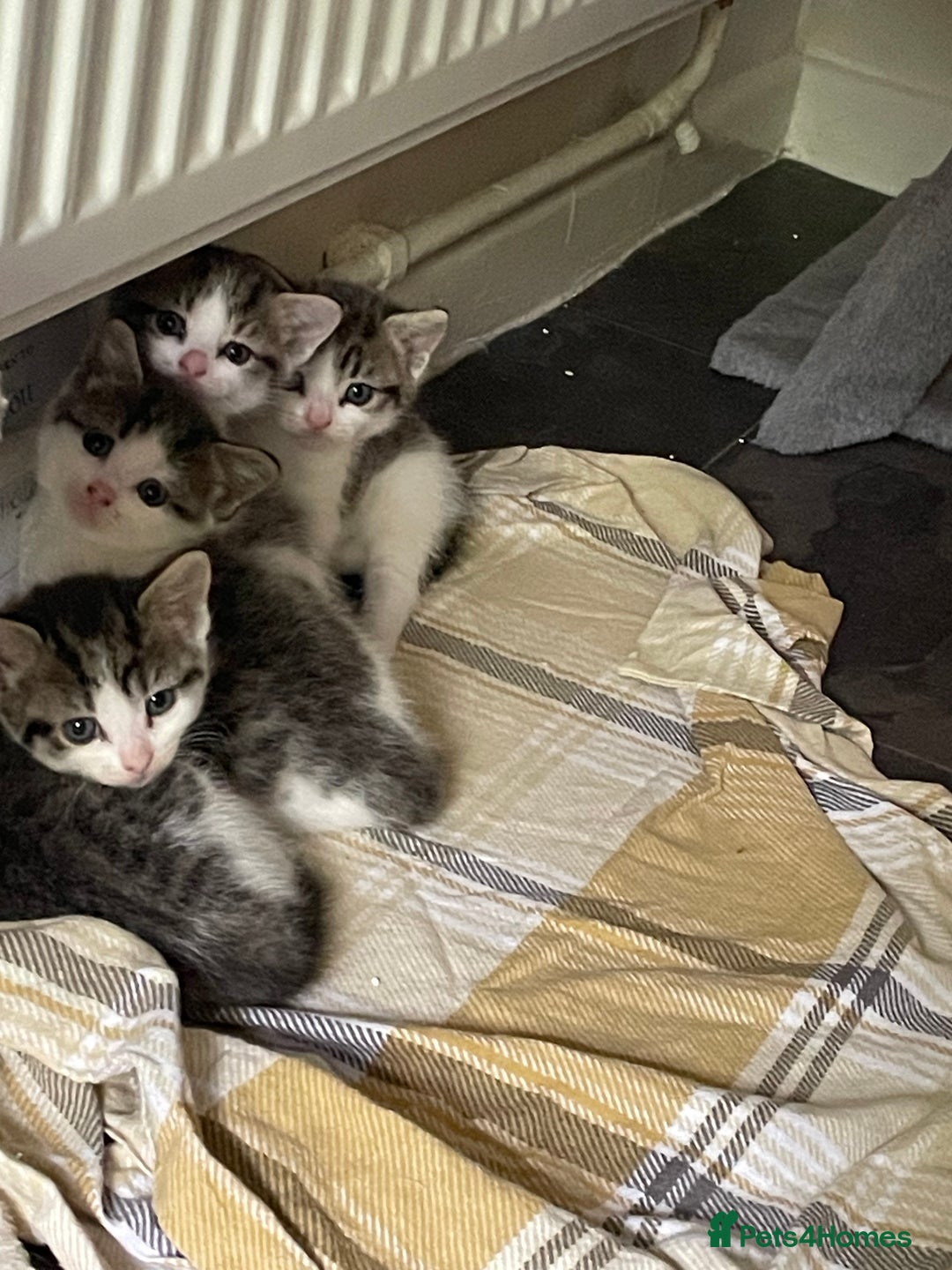 Mixed Breed cats for sale: 4 cute female kittens - Image 2