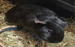 Guinea Pig rodents for sale: 3x guinea pigs - Image 2