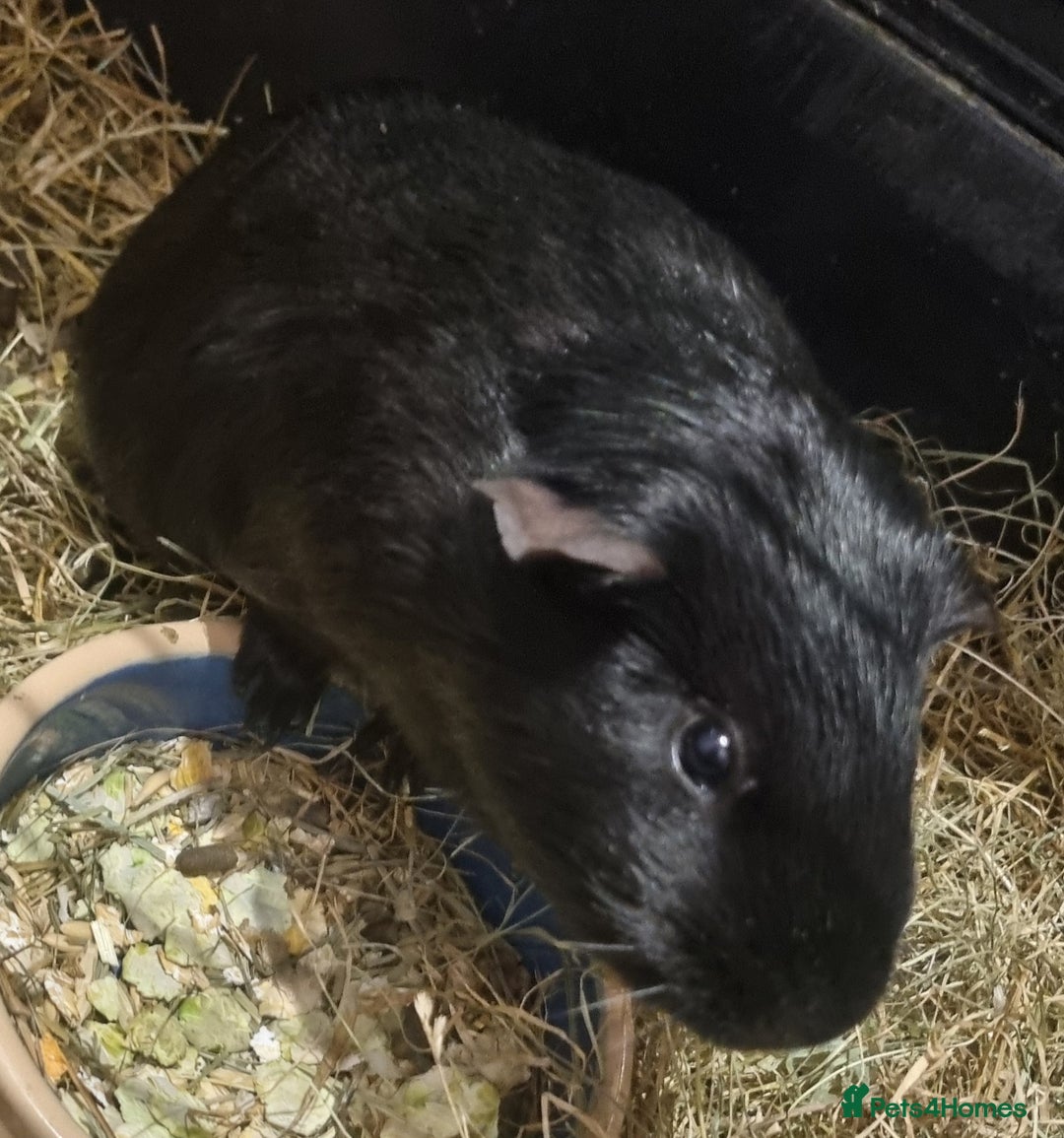 Guinea Pig rodents for sale: 3x guinea pigs - Image 2