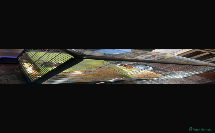 Hamster rodents - Advert 9