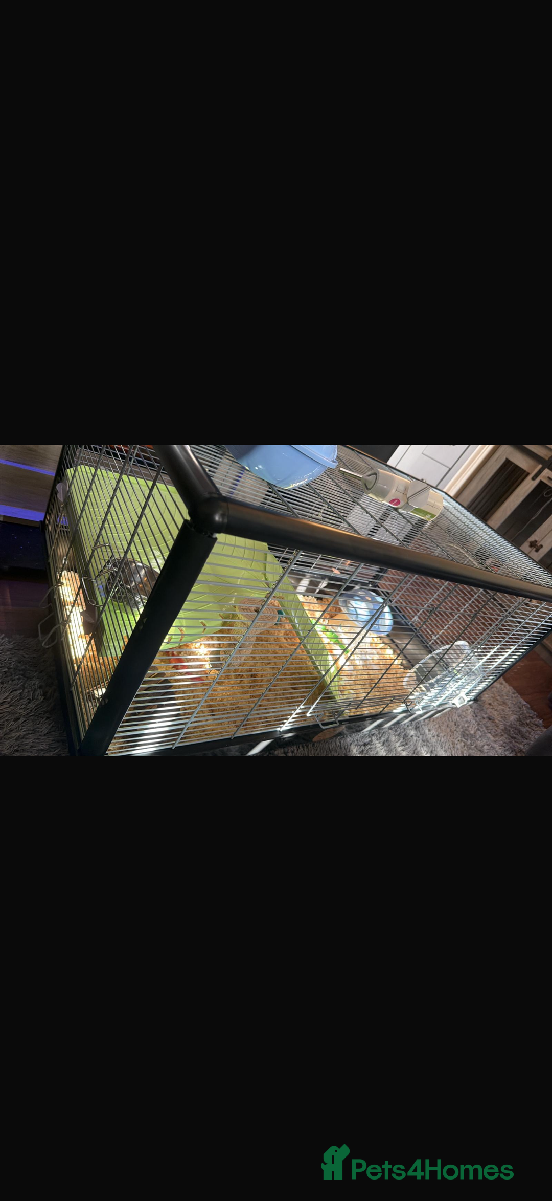 Hamster rodents for sale: Female hamster  - Image 1