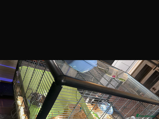 Hamster rodents - Advert 8