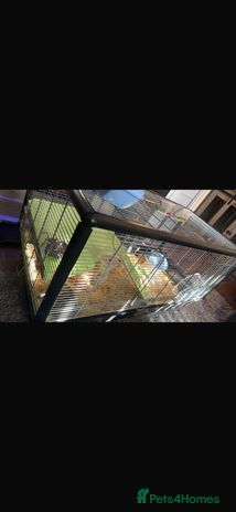 Hamster rodents - Advert 1