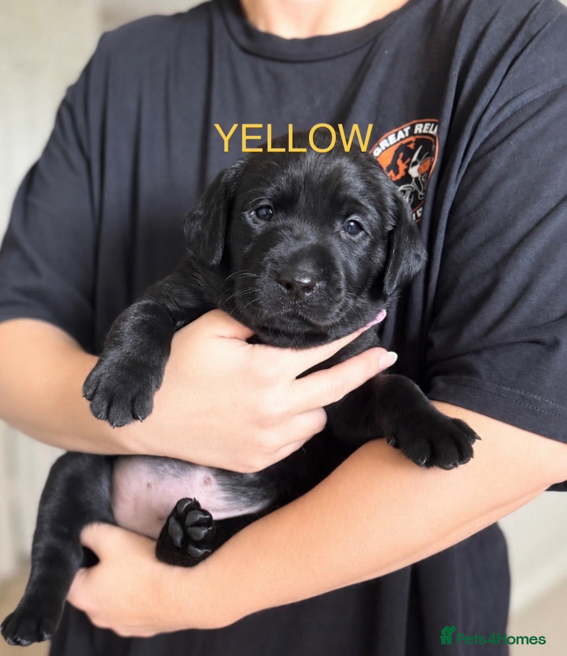Labrador Retriever dogs 🖤BOYS KC reg Health tested🖤 - Advert 18