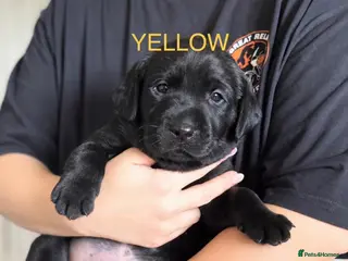Labrador Retriever dogs 🖤BOYS KC reg Health tested🖤 - Advert 18