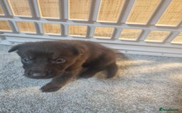 German Shepherd dogs for sale: German shepard pups - Image 15