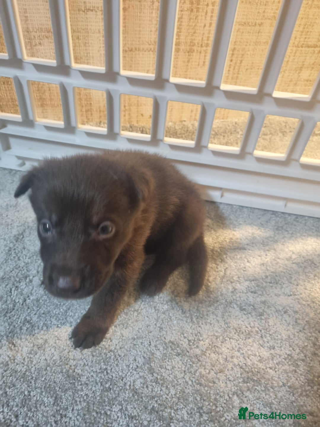 German Shepherd dogs for sale: German shepard pups - Image 15