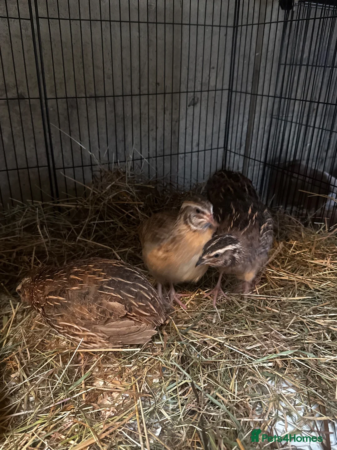 Quail poultry for sale: Sparkly Fee, Celadon & Mixed Colours Male Quail - Advert 11