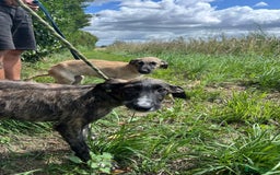 Mixed Breed dogs for adoption: Myrtle - Norwich Norfolk  - Image 9