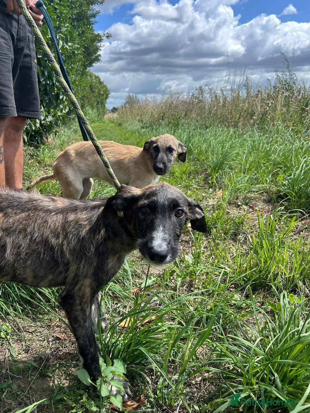 Mixed Breed dogs for adoption: Myrtle - Norwich Norfolk  - Image 9