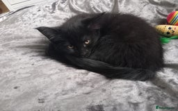 Mixed Breed cats for sale: READY TO GO Large Maine Coon Cross Kittens - Image 7