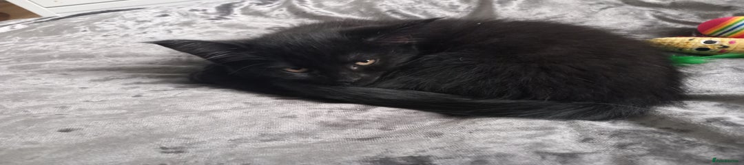 Black shorthair with white chest female